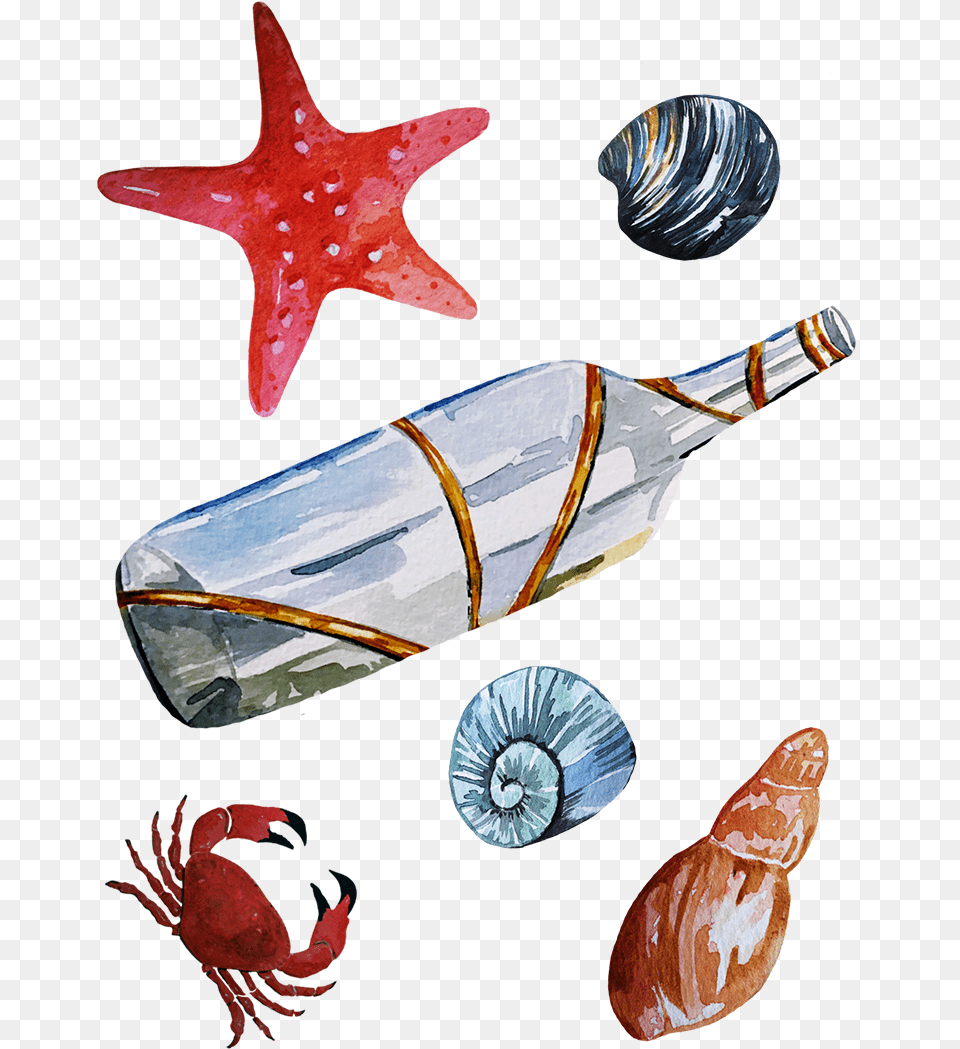 Seaside Illustration Maritime Illustration Seashells Starfish, Animal, Sea Life, Bird Free Png Download