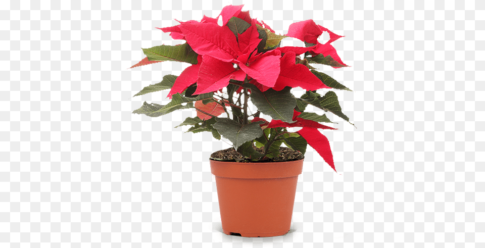 Seasonal Plants Flowerpot, Flower, Leaf, Plant, Potted Plant Png Image