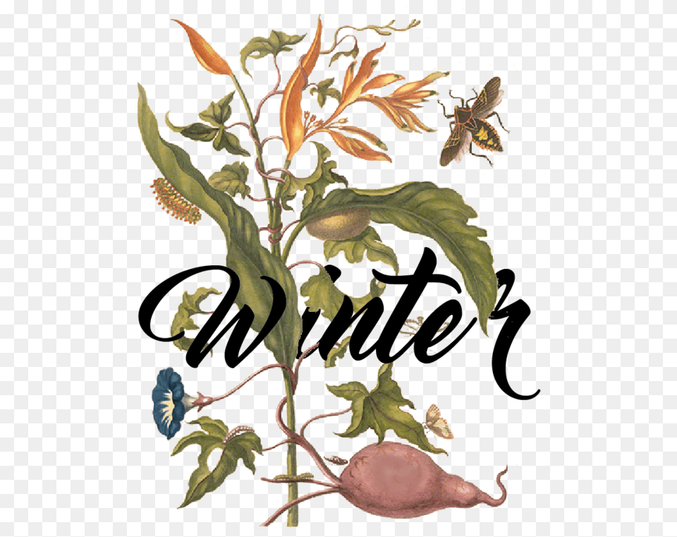 Seasons, Leaf, Plant, Flower, Animal Png