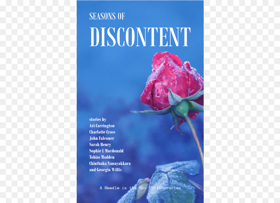 Seasons Of Discontent, Advertisement, Flower, Plant, Rose Png