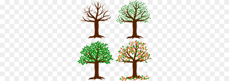 Seasons Of The Year Tree, Plant, Vegetation, Conifer Png