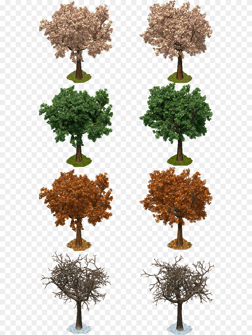 Seasons Trees Arizona Cypress, Plant, Potted Plant, Tree, Maple Free Png Download