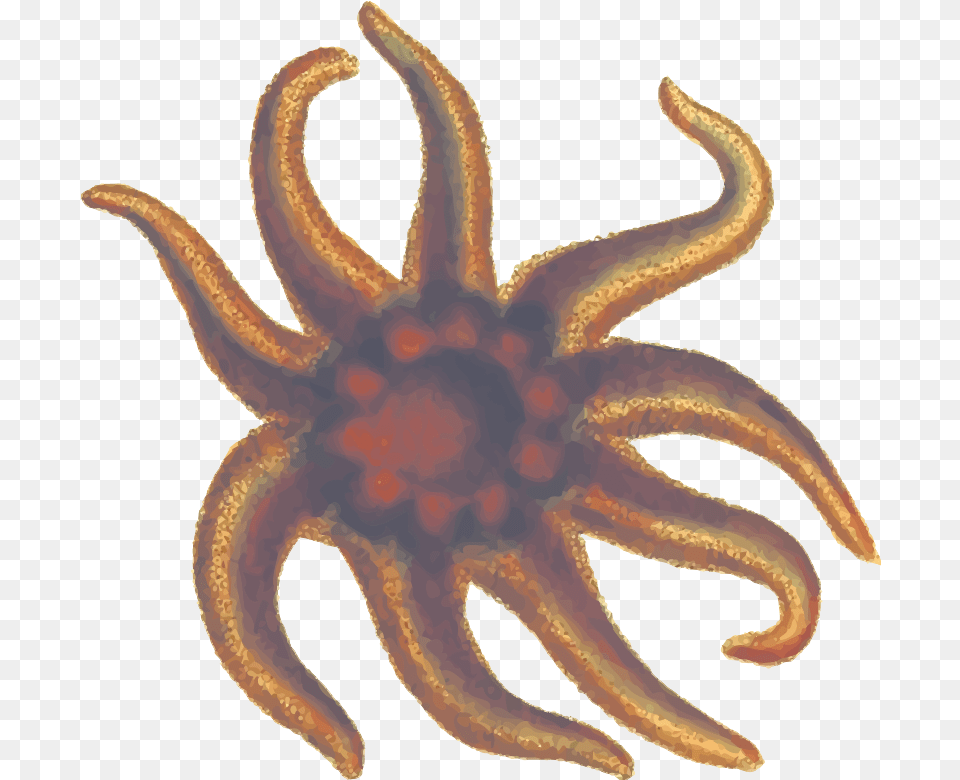 Seastar 2 Dlpngcom Starfish, Animal, Sea Life, Invertebrate, Spider Free Png