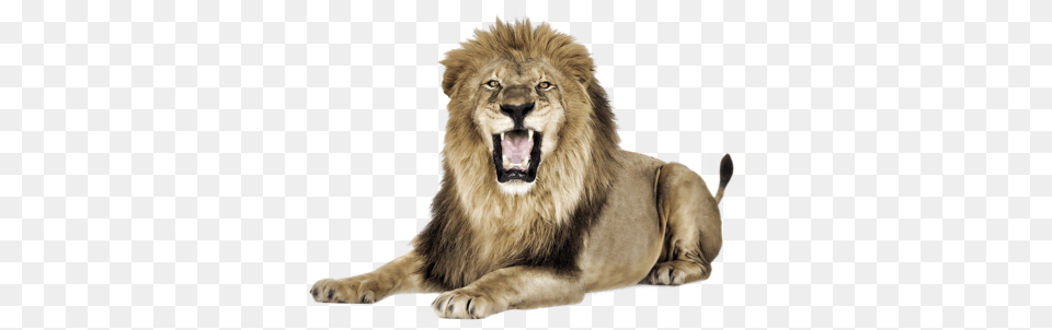 Seating Lion Picture Lion Transparent Background, Animal, Mammal, Wildlife Free Png