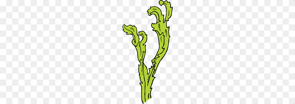 Seaweed Fern, Plant Png