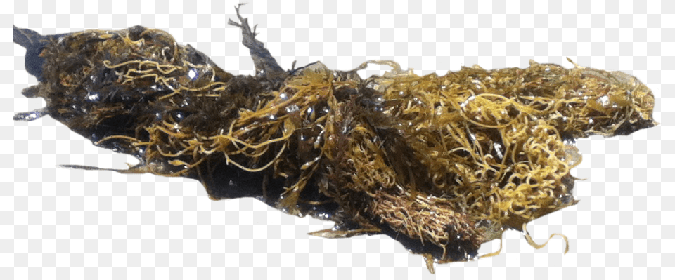 Seaweed Free Png