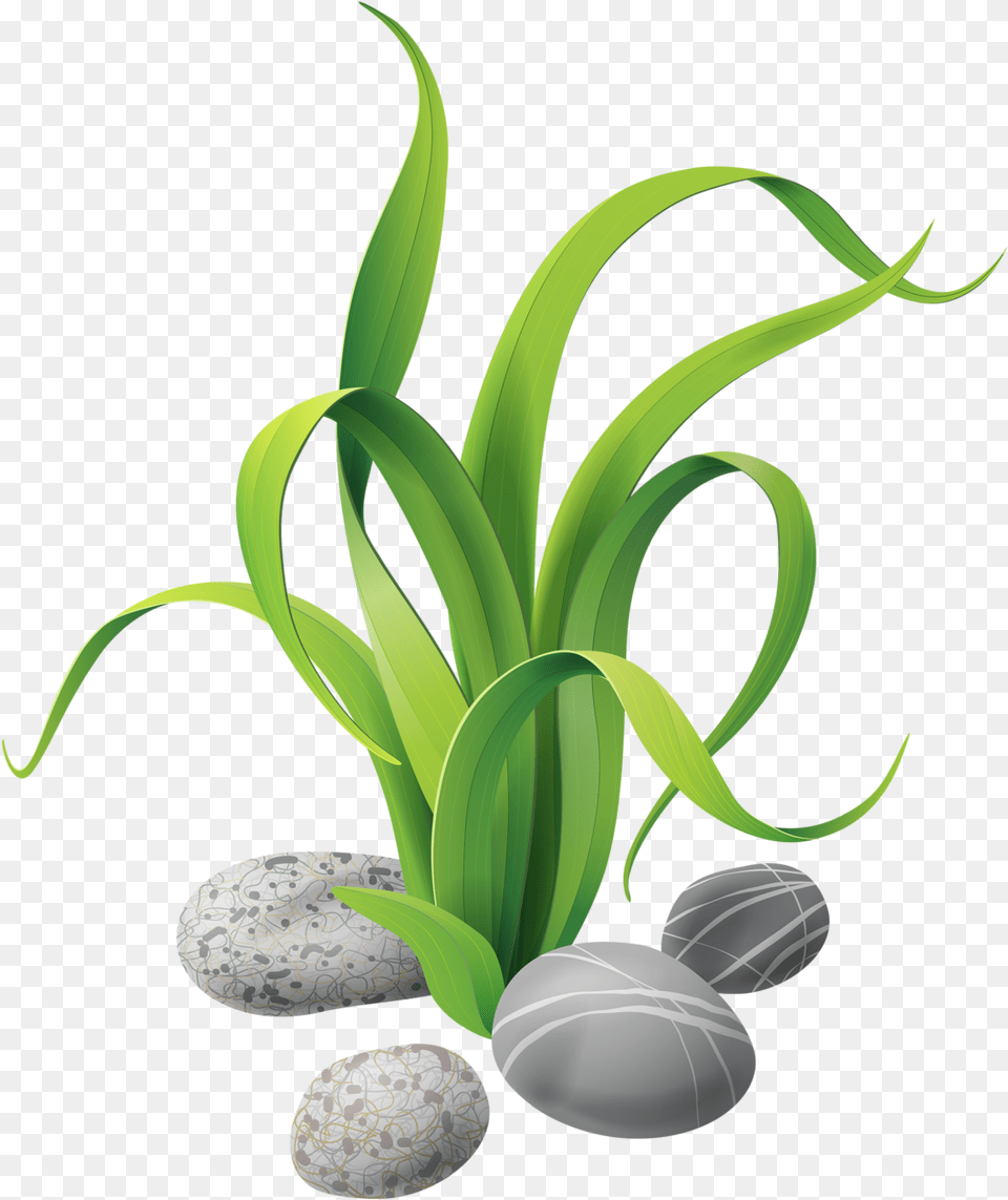 Seaweed Aquatic Plants Clip Art Algas, Pebble, Plant, Food, Leek Png