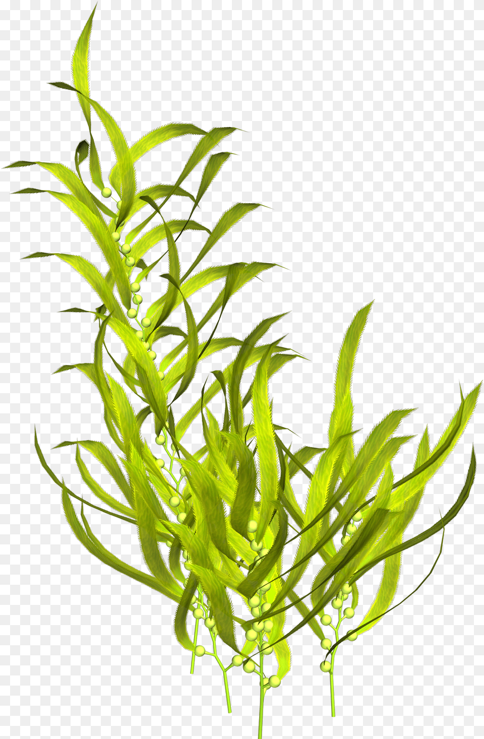 Seaweed Aquatic Plants Clip Art Seaweed, Plant, Grass, Water, Leaf Png Image