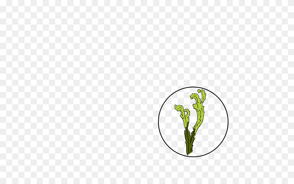 Seaweed Clip Art, Broccoli, Food, Plant, Produce Free Png