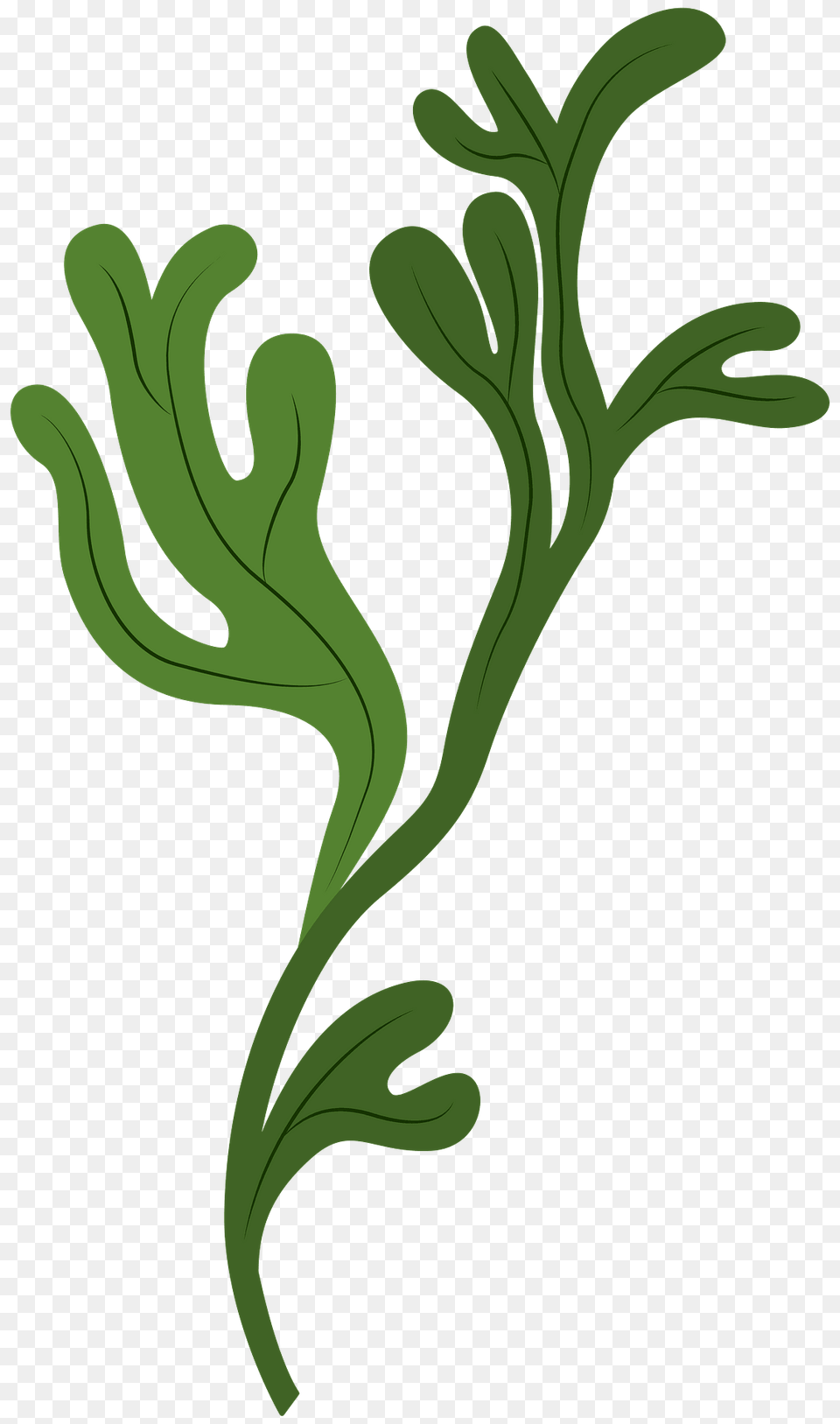 Seaweed Clipart, Plant Free Transparent Png