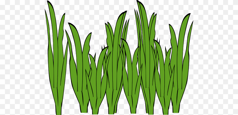 Seaweed Clipart, Grass, Green, Plant, Leaf Free Transparent Png