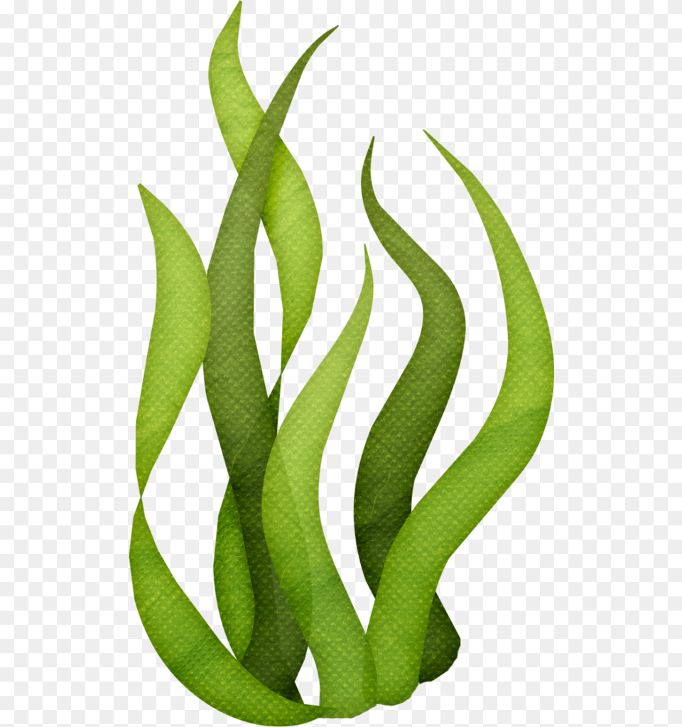 Seaweed Clipart Baby, Plant, Green Png Image