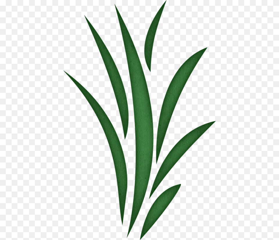 Seaweed Clipart Reeds, Plant, Aloe, Green Png Image