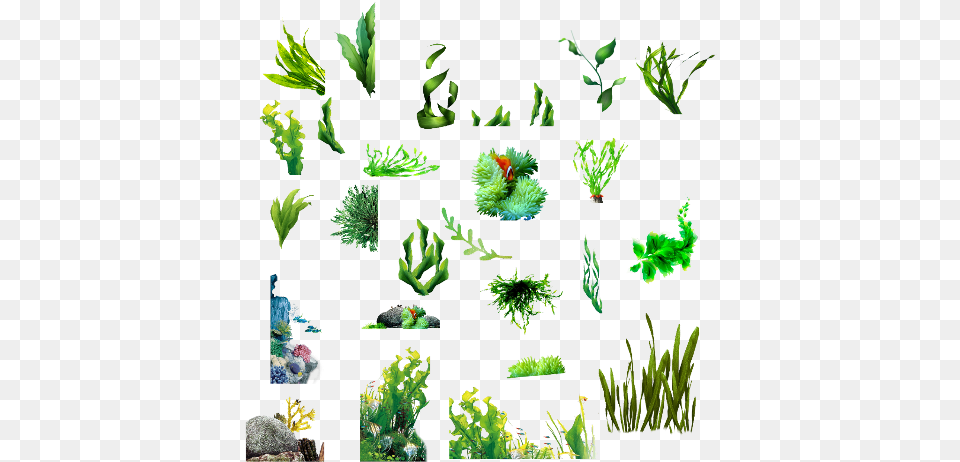 Seaweed Clipart Background Seaweed, Animal, Aquarium, Fish, Sea Life Free Transparent Png