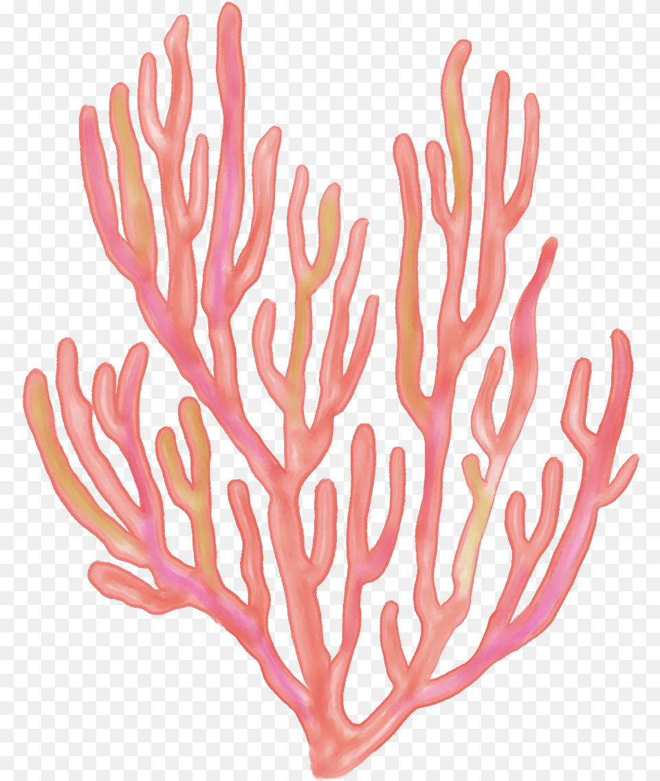 Seaweed Coral Coralreefs Coralreef Sea Ocean Beach Birthday, Animal, Coral Reef, Nature, Outdoors Free Png