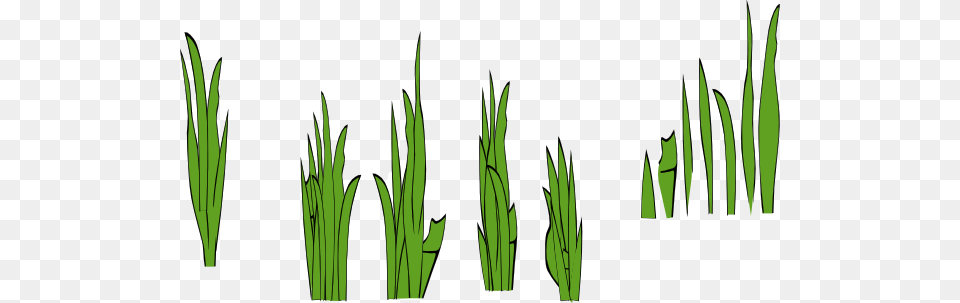 Seaweed Graphic Royalty Huge Freebie Download, Grass, Plant, Vegetation Free Transparent Png