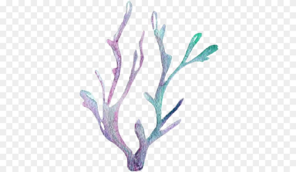 Seaweed Kelp Sea Ocean Coral Corral Purple Seaweed, Antler, Plant, Art Free Transparent Png