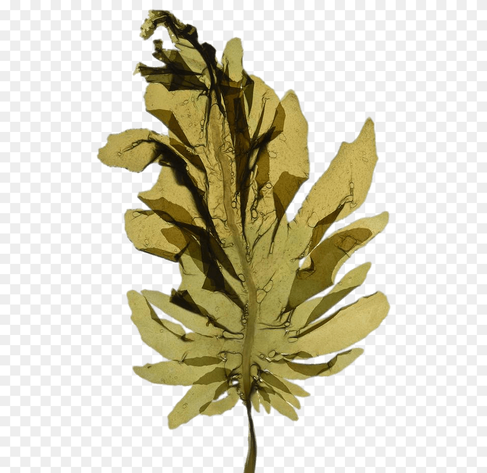 Seaweed Leaf, Plant, Person Free Transparent Png