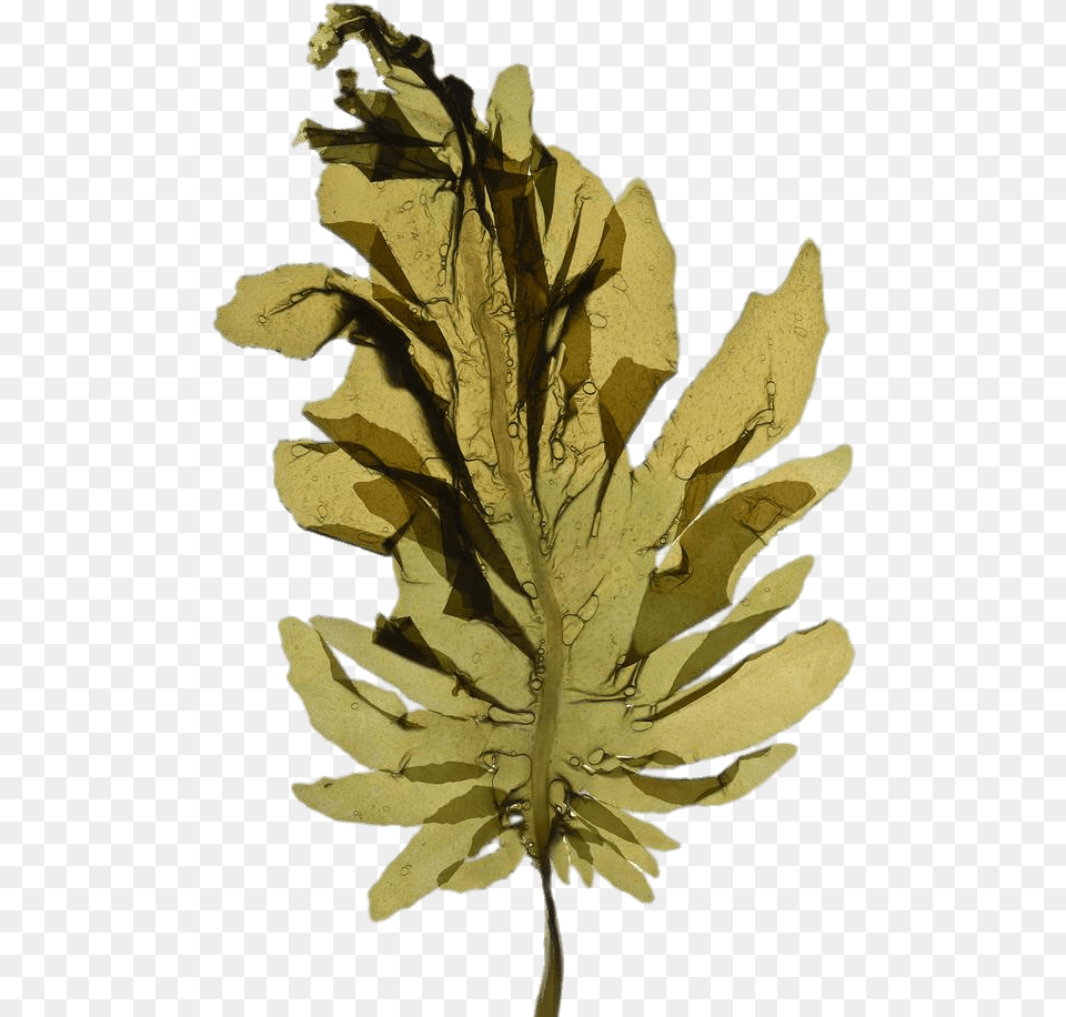 Seaweed Leaf Transparent Algae, Plant, Tobacco, Person Png