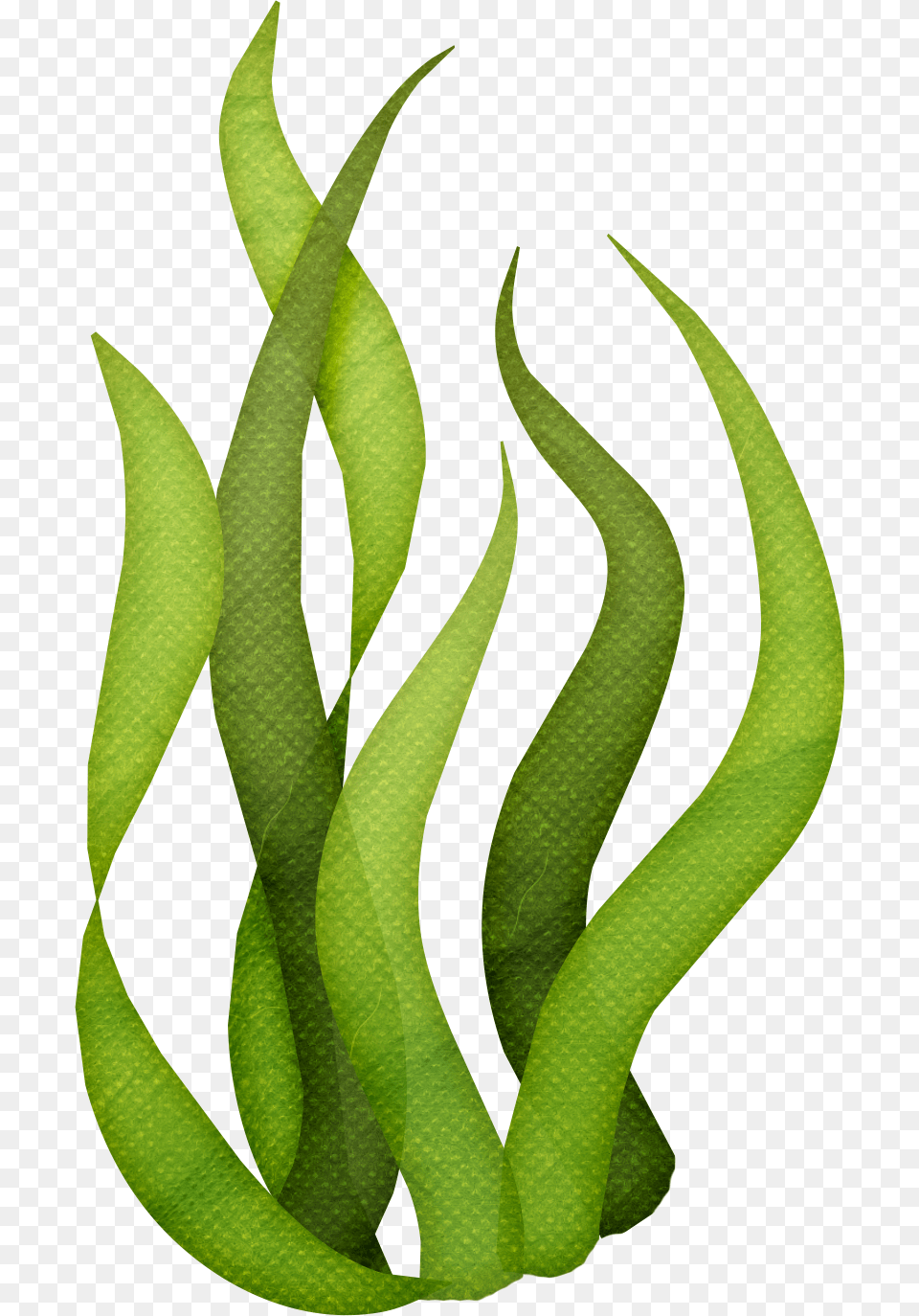 Seaweed Sea, Green, Leaf, Plant Free Png Download