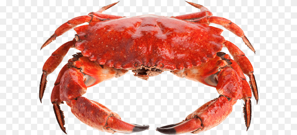 Sebastian A Lobster Or A Crab, Food, Seafood, Animal, Invertebrate Png Image