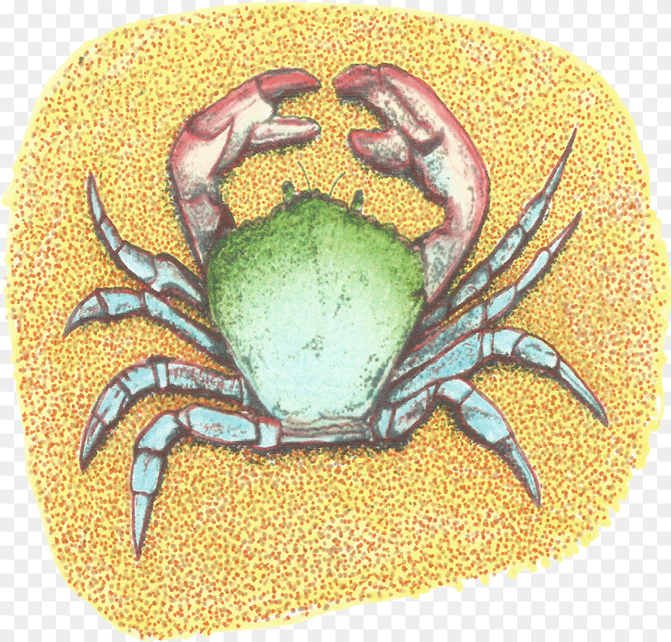 Sebastian Rock Crab, Food, Seafood, Animal, Invertebrate Free Png Download