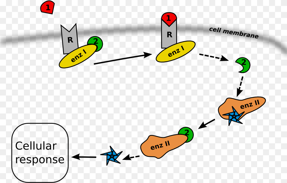 Second Messenger Pathway Free Png