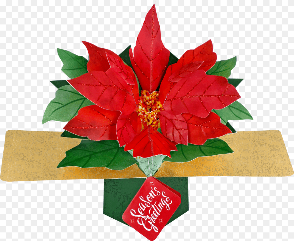 Second Nature Xmas Pop Ups, Leaf, Plant, Flower, Flower Arrangement Png