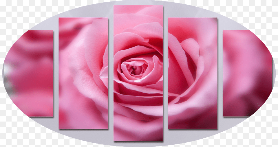 Second Open Pink Rose Out Of Focus Roses, Flower, Plant, Art, Collage Free Png Download