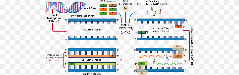 Second Polymerase Chain Reaction Step Dna Primer Annealing 4 Total Cycles Of The Thermal Cycler, Text Free Png