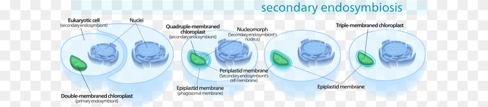 Secondary Endosymbiosis Consisted Of A Eukaryotic Alga Secondary Endosymbiosis Apicoplast, Ct Scan, Ice, Nature, Outdoors Free Png Download