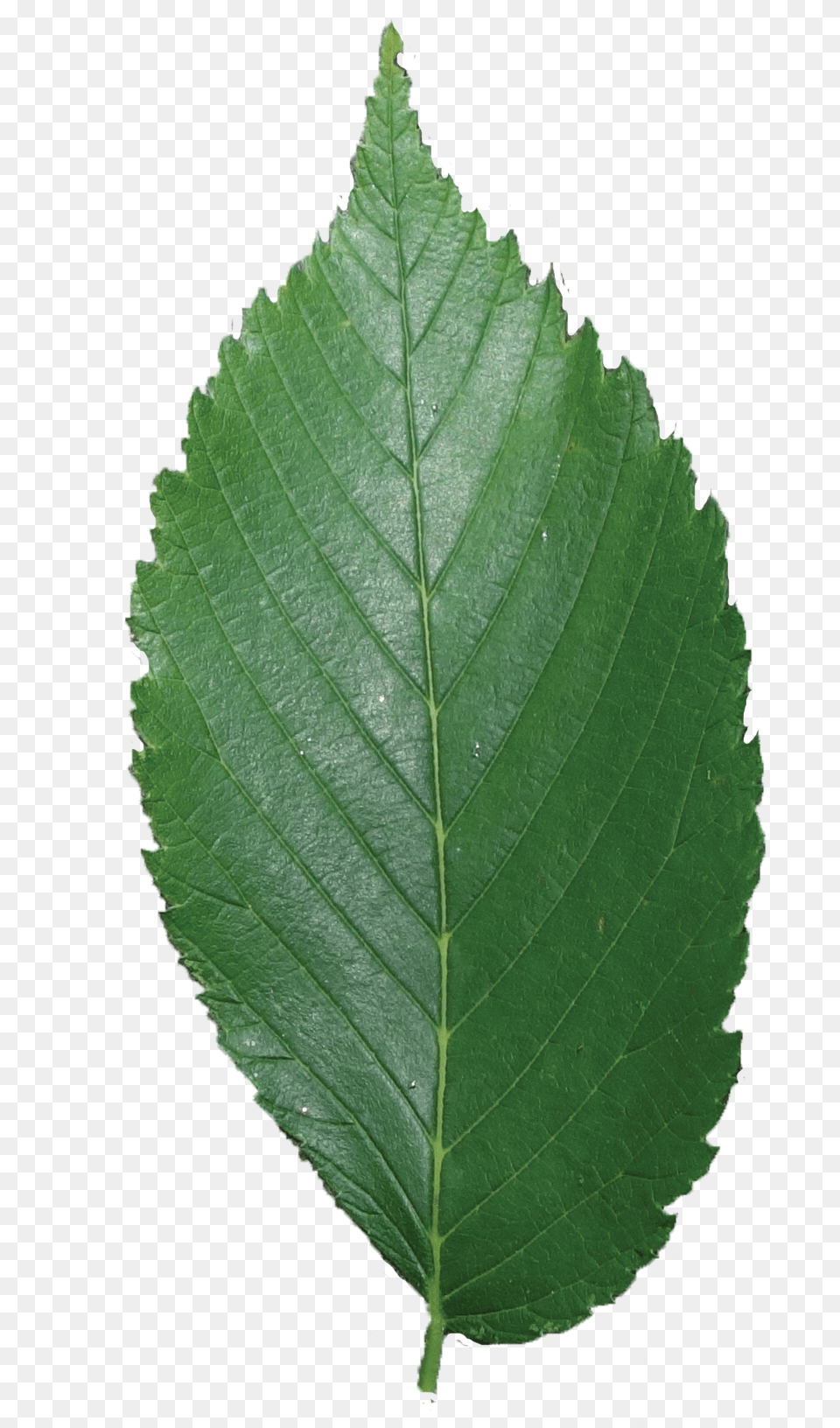 Secret Tree By Elm Tree Leaf, Plant Free Png Download