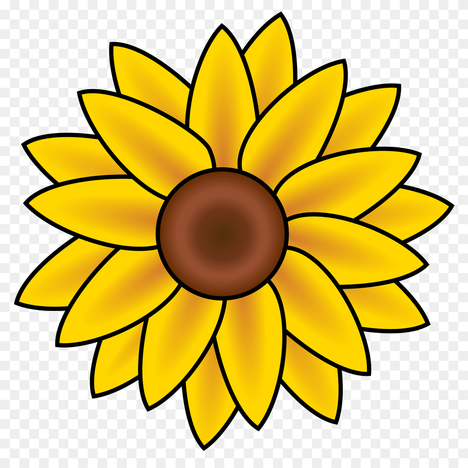 Secretary, Daisy, Flower, Plant, Sunflower Png Image