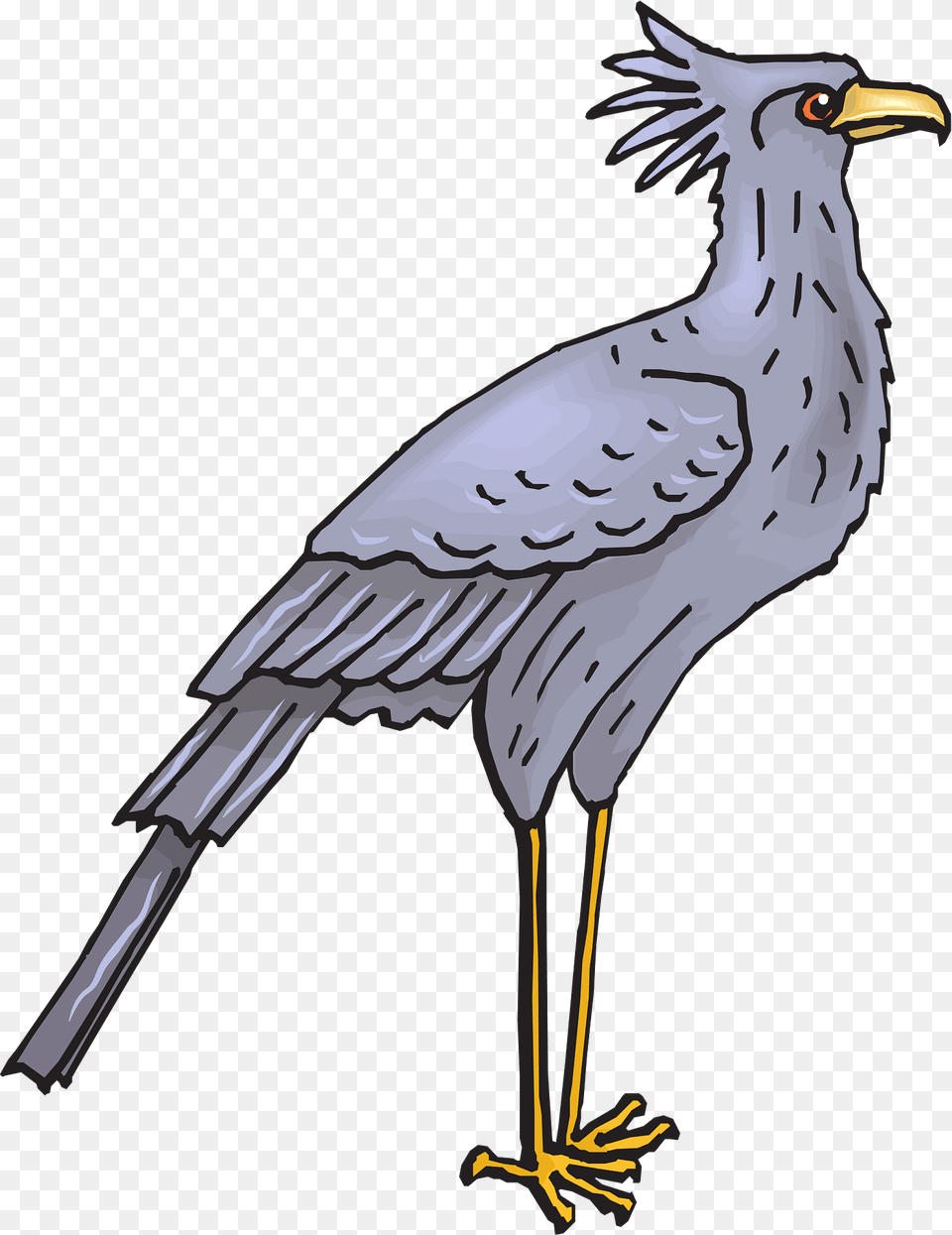 Secretary Clipart, Animal, Beak, Bird, Vulture Png