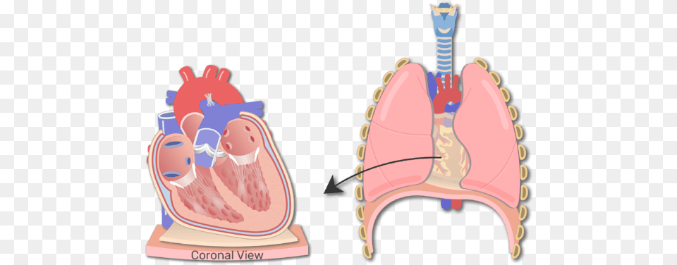 Section Of The Heart Wall Animation Slide Wall Of Heart Hd Anatomy, Body Part, Face, Head, Neck Free Png