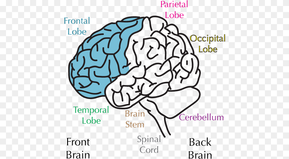Sections Of The Brain Frontal Lobe No Background, Ct Scan, Baby, Person Free Transparent Png