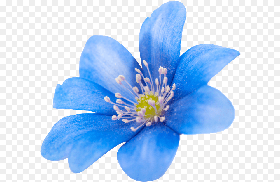 Sector Flower Images Spring Blue Image Clematis, Anemone, Anther, Plant, Pollen Png
