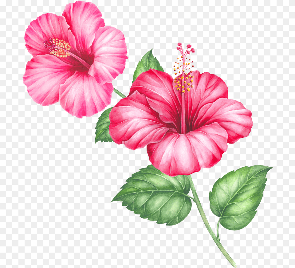 Sector Single Flower And Psd Download Hibiscus, Plant, Anther, Rose Free Transparent Png