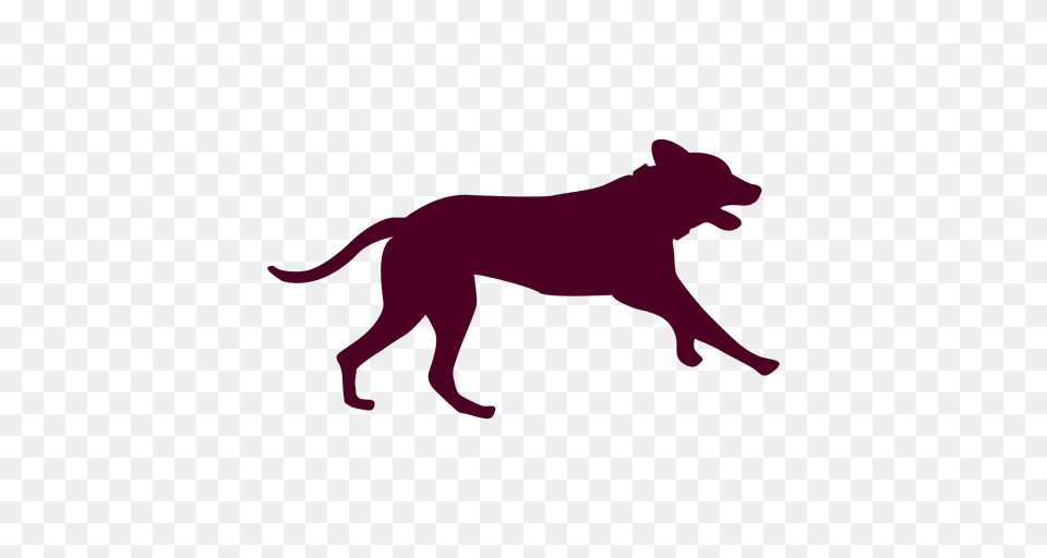 Secuencia De Del Perro, Animal, Bear, Mammal, Wildlife Png Image