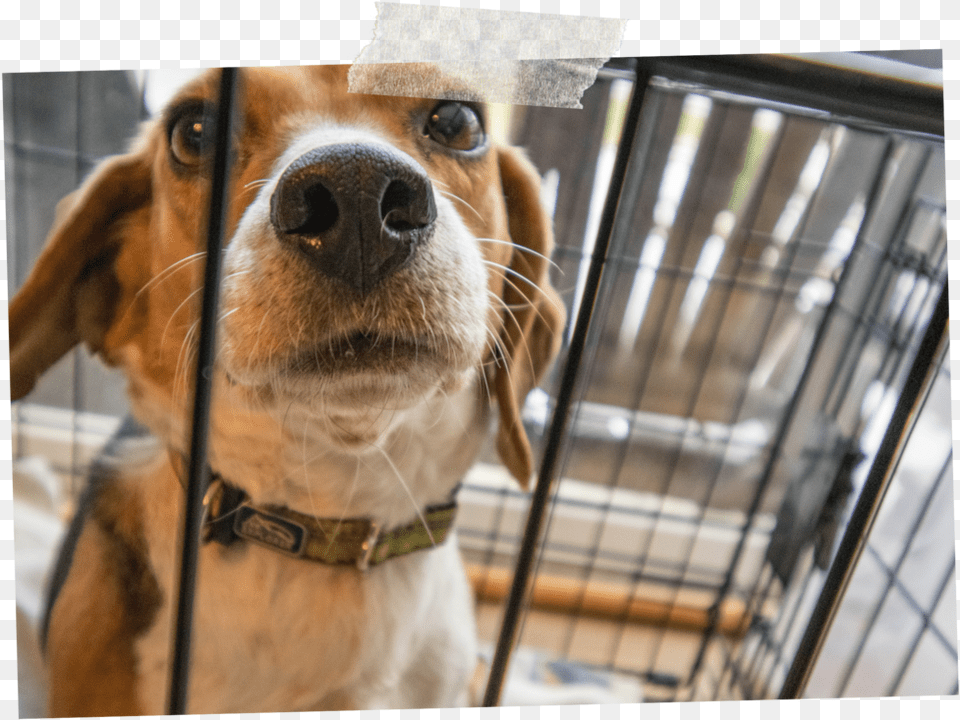 Securing Dog Crate In Car, Animal, Mammal, Hound, Pet Free Png Download