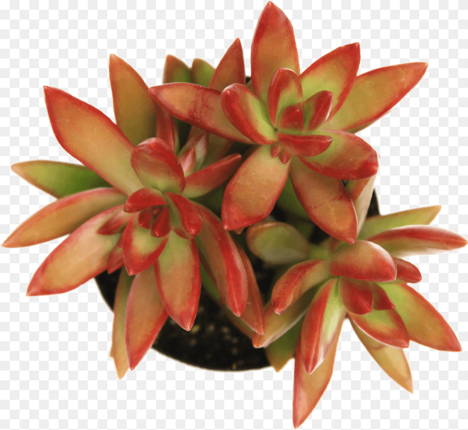 Sedum Firestormclass Pegasus Flora, Flower, Plant, Potted Plant Free Png Download