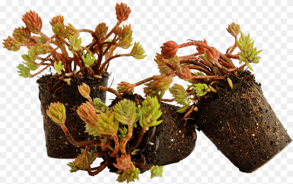 Sedum Plugs Stonecrop, Vase, Tree, Pottery, Potted Plant Png Image