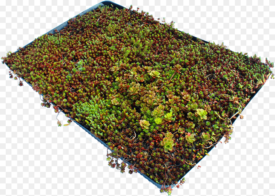 Sedum Small Clod Garden, Moss, Plant, Vegetation, Land Png