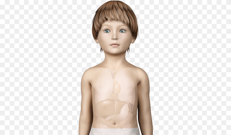 See How It Affects A Child Internal Organs Boy, Underwear, Lingerie, Clothing, Bra Free Png Download