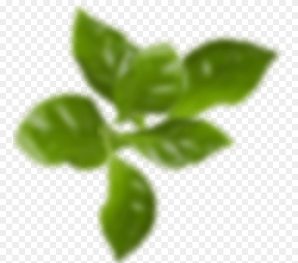 See Our Accessories Blur Leaf, Green, Herbal, Herbs, Plant Free Transparent Png