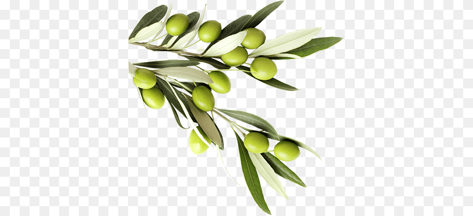 See Our Products Lunch Napkins Greek Olives, Leaf, Plant, Food, Fruit Png