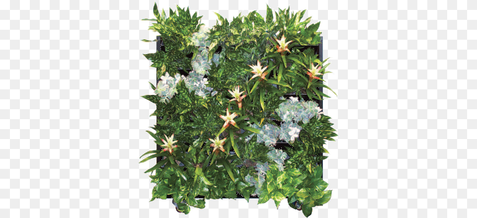 See The Living Walls Brochure Christmas Tree, Plant, Moss, Herbal, Herbs Free Transparent Png