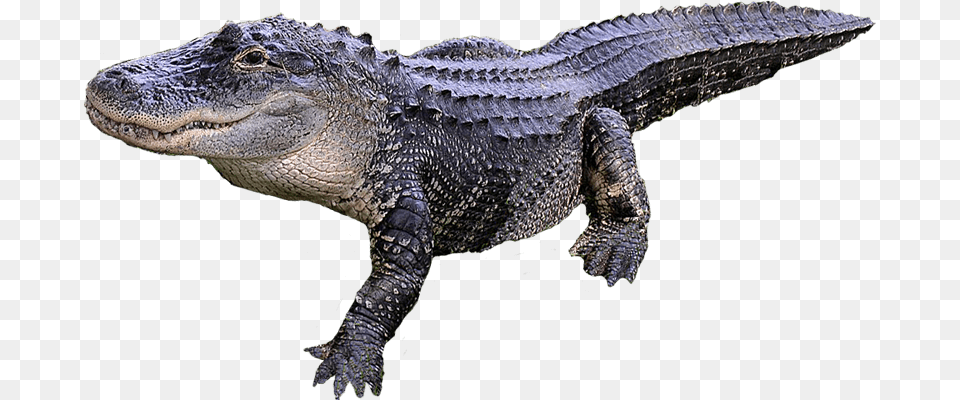See You Later Alligator How To Move Your Website From Alligator Transparent, Animal, Lizard, Reptile, Crocodile Free Png Download