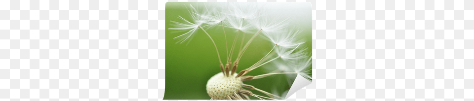 Seed, Flower, Plant, Dandelion Free Transparent Png