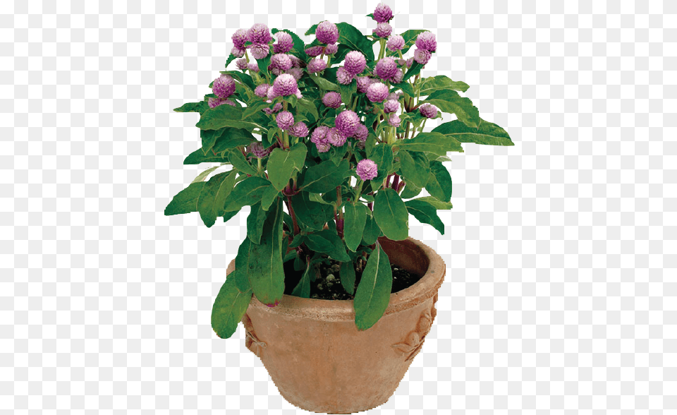 Seed, Dahlia, Flower, Plant, Potted Plant Png